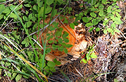 � ������� ����������� 45-������ ������������ ������