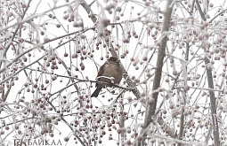 ������� ����� ���������� ����� ������� ����� ������ � ������ ����� 