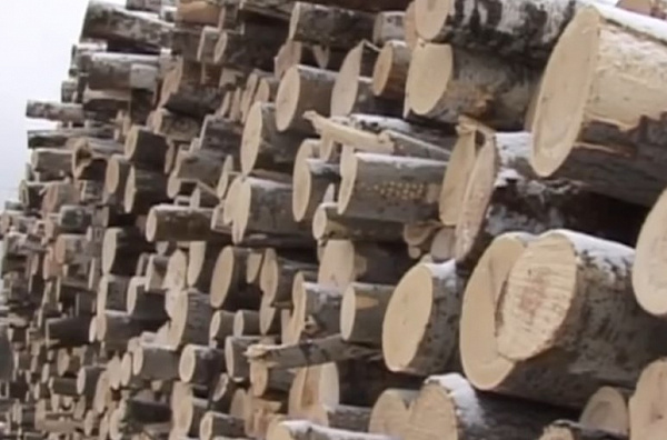 В Иркутской области предотвратили вывоз за границу леса на 50 млн
