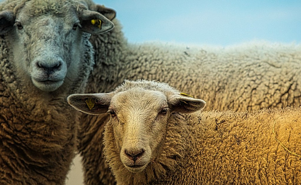 В Бурятии поймали овцекрада 