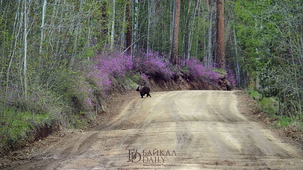 В Бурятии медведь преследовал автомобиль 