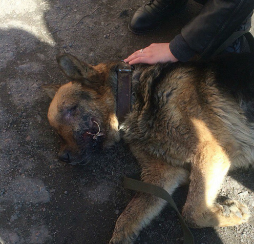 � ������ ��������� ����-�������� ��������� �������� �� ��� 