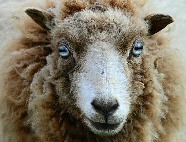 В Забайкалье похитители овец угнали машину