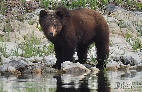 � ������� �� ���������� ������������ ������������� ��������