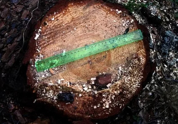 � ������� ��������� ����� �� ���������� ����� 