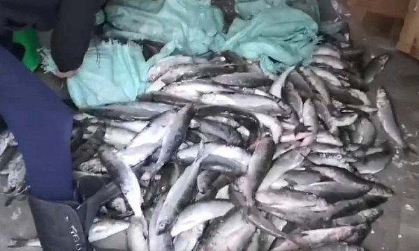 � ������� ���������� ��������� ����������� ����� �� 13 ��� 