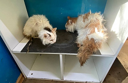 ������, ������ ����: ���������� ������� ������ � �������� ������ �����