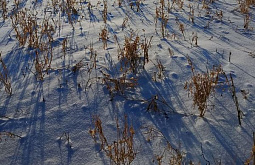 Известный аграрий рассказал о проблемах с уборкой урожая после снегопада в Бурятии 
