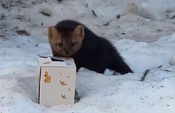 ������ �� ������� ������� � �������� ��������