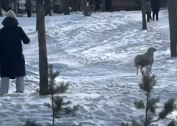 � ����-��� �������� ����� ������ �� ������� � ������� ������ �� �������