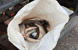 Житель Бурятии заработал уголовку, купив омуль 