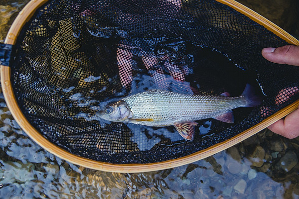 В Бурятии активно воспроизводят хариуса