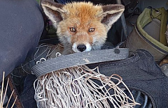 � �������� �������� ��������� �������