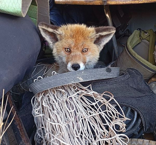 � �������� �������� ��������� �������