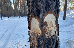 � ����-��� ����������� ����������� ������� �� ����� ��������