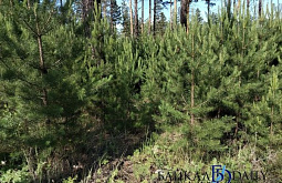 Житель Бурятии незаконно спилил сосну и получил «условку»