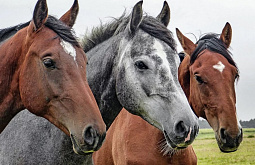 ����� ������� � ���� ������� ���� �������, � ������ � ������� ����� 