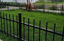 В Закаменске ещё одна лошадь повисла на заборе 