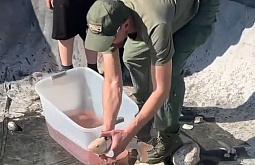 � ���������� �������� ������� ��������� ����� ���