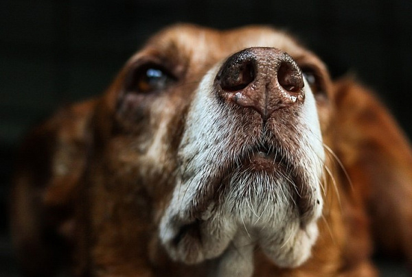 � �������� ������ ���������� ������������ ��������