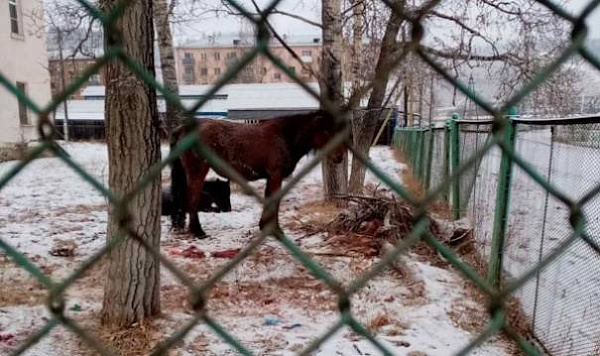 В Бурятии лошадь родила под окнами налоговой 