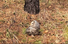 � ��������� ������� �� ������� ��������� �������-���������