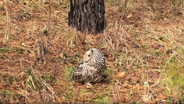 � ��������� ������� �� ������� ��������� �������-���������