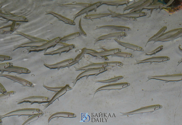 � ������� ����� � ������� ��������� ��������� �����