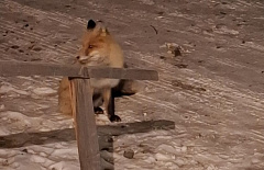 В райцентр в Бурятии с утра пораньше пожаловала лиса