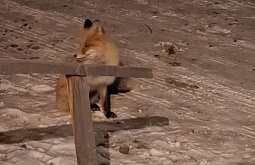 В райцентр в Бурятии с утра пораньше пожаловала лиса