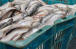 � ������� ��������� ���� ����������� ��-�� 16 �����