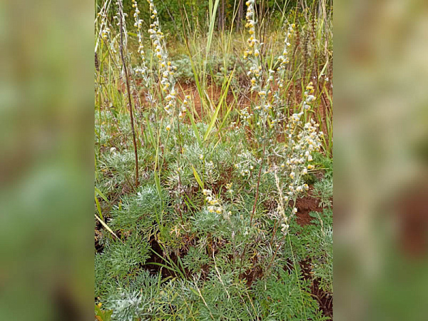 ������ ������� ����������� �������� � ����������������� ���������