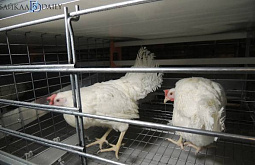 � ������� ����������� ����� �������� 10 ����� ���-�������