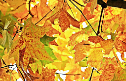 � ����-��� �� +15