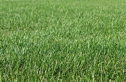 � ������� ������� ������ ����� ��� �������� 