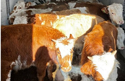 �� ������� ������� ������������� �����