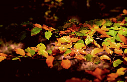 � ����-��� ����� � ��� �������