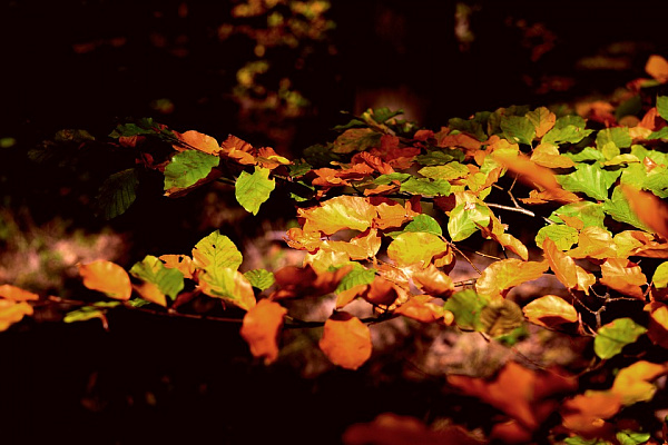 � ����-��� ����� � ��� �������