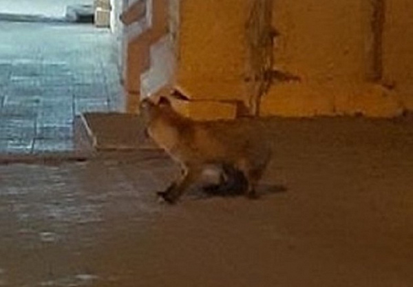 �� ������ ����-��� ������ ������