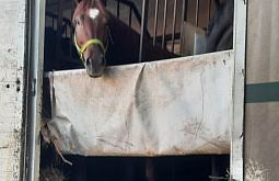 В Бурятии предотвратили вывоз спортивных лошадей в Монголию 