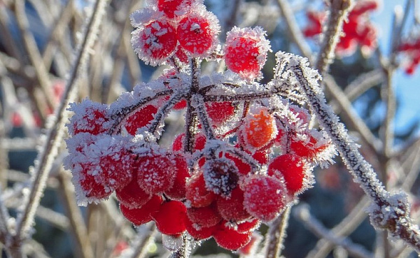 � ������� ��������� ��������� ����������� 