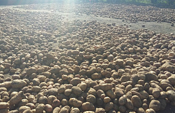 � �������� ���������� ������� 210 ���� ���������