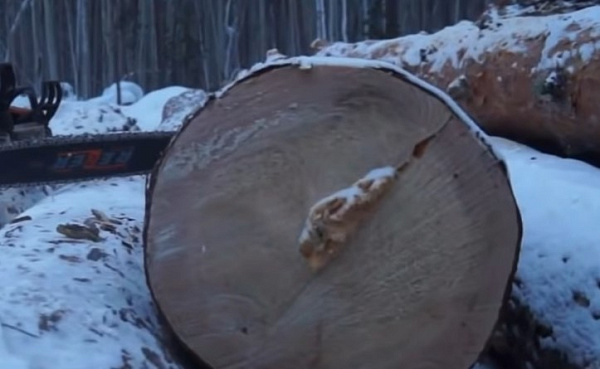 В Иркутской области незаконно вырубили ценные породы леса на 90 млн рублей