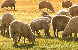 � ������� ������� ������� ������� �������� 