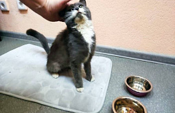 � ����-��� ������ �����, ���������� ����� ���������� � ������ � ����