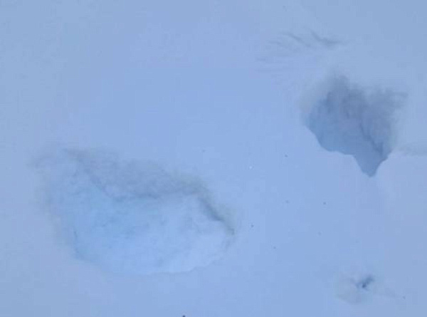 конкурс серебряный олень одинцово. серебряный олень конкурс 2024. серебряный олень конкурс 2021. Xxii открытый фестиваль-конкурс «серебряный олень». серебряный олень конкурс 2024.