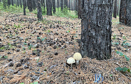 � ������� ��-�� ������ ����� ��������������� ��������� ��� 