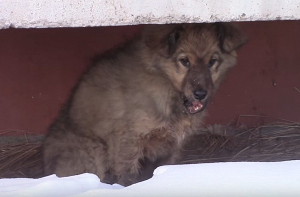 � ����-��� ������ ������ �� ��������� �������� (�����)