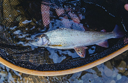 ������� ���� ����� ������� �������� 3 ����� ��������� ������