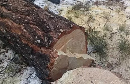 � ����-��� ������ ����� ���� �������� � ����������� 